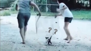 Cat: I'Ve Never Been So Awkward In My Life...