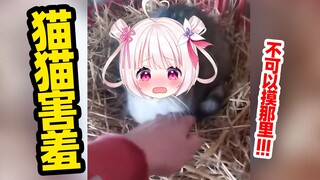 แมวก็จะเขินอายเช่นกันหากถูกสัมผัส! - -