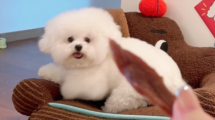 قدم مفاجأة للجرو لتدفئته طوال اليوم