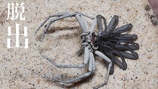 The spider that came out in front of its owner