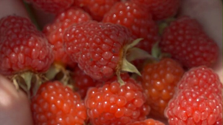 Đưa các bạn khám phá những báu vật kỳ lạ mà tôi đã tìm được trong rừng suốt nhiều năm qua. Nếu bạn c