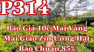 Mai vàng chơi tết 314 | 0979217639 Tuyền | Báo Giá 10c mai vàng + mai giảo zin ương hạt _ 30-28-7k