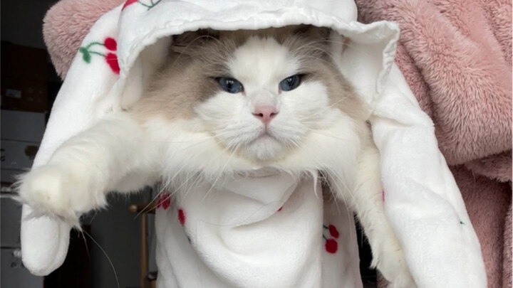 Kucing kecil seberat sepuluh kilogram akhirnya memiliki baju yang pas di badannya