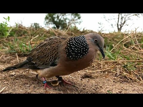 ทำไมนกป่าคูแบบนี้?#big dove fighter【เจ้าAll DayEP3】#Bẩy Chim Cu Gáy#burk terkukur pikat