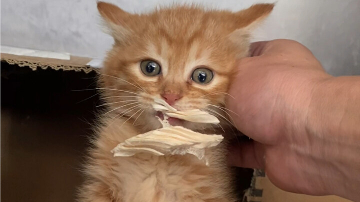 The transformation of a bad cat: from a bad cat to a good cat