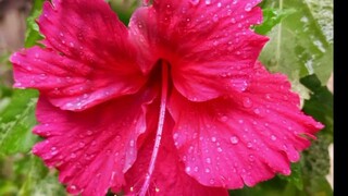 Hibiscus rosa-sinensis