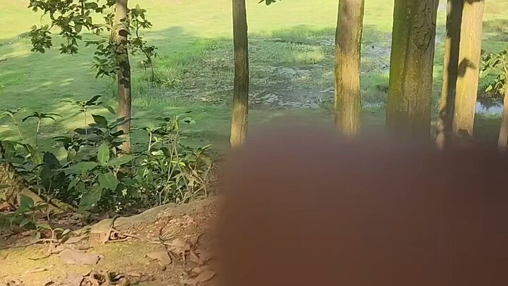 জঙ্গলে কি করে🫦🫦