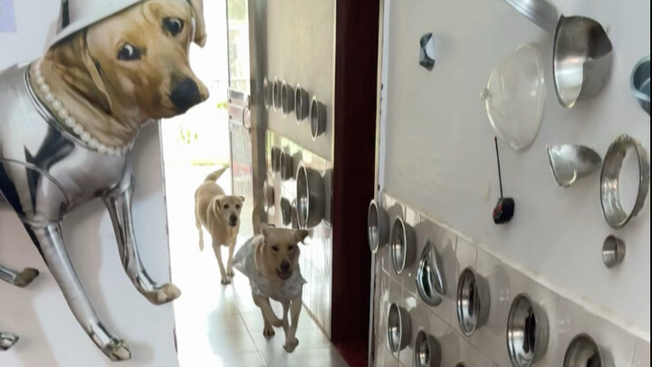 Vẫn là thử thách bi đá trên băng