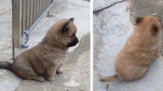 Paman sedang memperbaiki cangkul di pintu, berbunyi gedebuk-gedebuk, dua ekor anjing itu tampak wasp