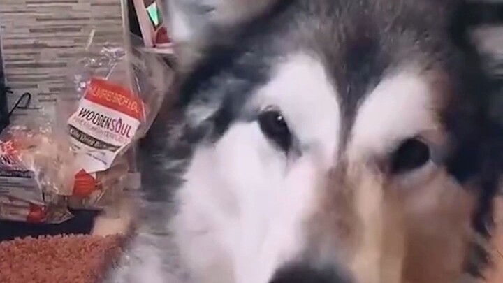 Saking paniknya sampai hampir bicara