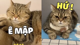 HOÀNG THƯỢNG mập là có nguyên do cả đấy 😆  | Pets TV