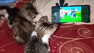 kucing nonton tom & jery