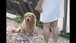 Do you love this cute pet? (The video is a bit long, please watch it patiently, thank you)