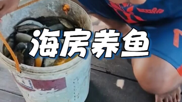 Why raise fish on a seaside house?