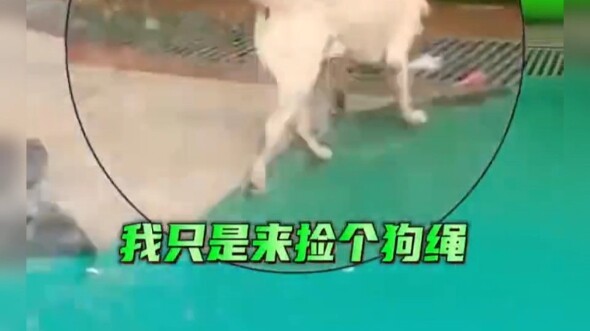 Dog gets “swarmed” for picking up its leash!