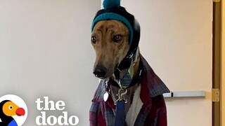 คู่รักให้การช่วยชีวิตสุนัข Greyhound ที่ดีที่สุดในการเกษียณอายุ | โดโด้