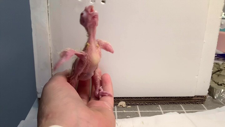 Eleventh day after the cockatiel hatched—tiny little feet! Tuck them in!