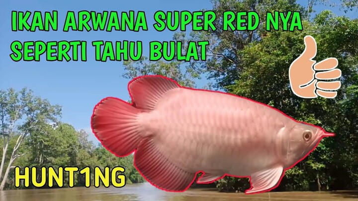 Hunt1ng ikan arwana super red di desa pinggir danau,ikan nya joss sekali#arwanakapuashulu