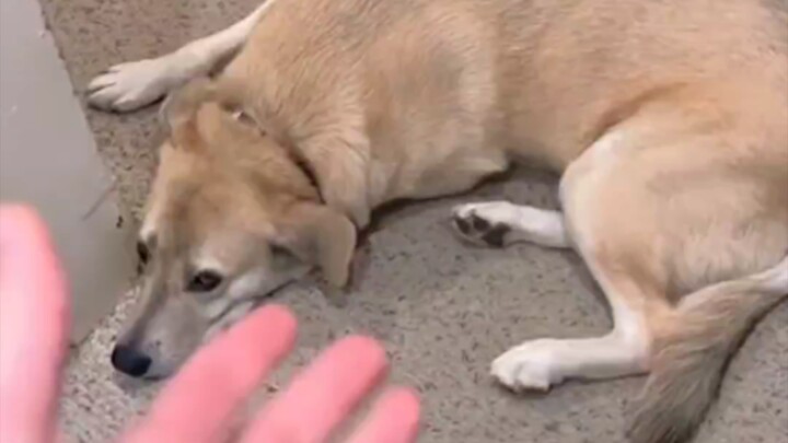 لا يمكن أن يكون الكلب قد حسب حتى مكان وضع يديه بدقة!