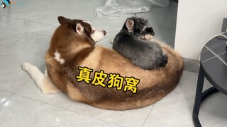 当怕冷的狗遇到哈士奇，笑死了……寄生了属于是！