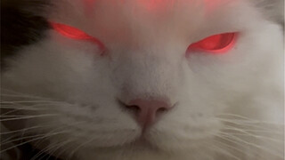 ماذا يمكن أن يكون لدى قطة صغيرة من نوايا سيئة؟！