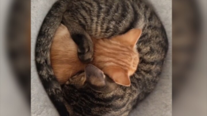There’s definitely a reason why this little kitten loves to sleep like this—wherever it wants, whene