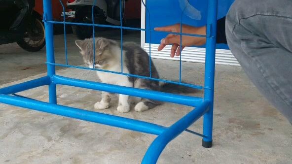 Comelnya....