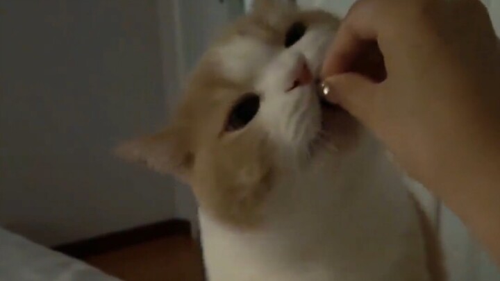 Cat: Mom, why do I feel even hungrier the more I eat?