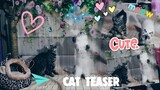 Cat Teaser Toy (Cat Games) | Cat Vlog #8