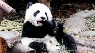 [Cute Panda]Parents made me so cute, so scared I'll get kidnapped✪ω✪