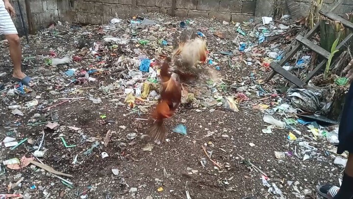 #aimhighgamefowl