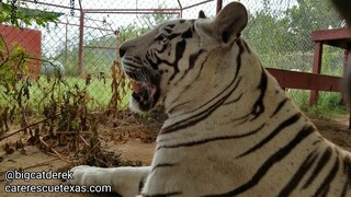 The Great Wolf Conquest | WATC 502