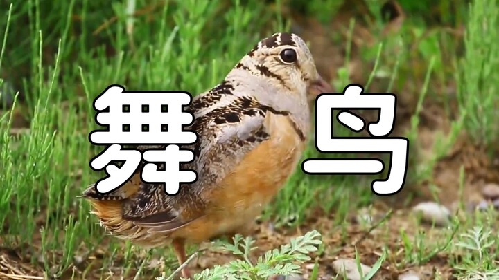 Disco Bird