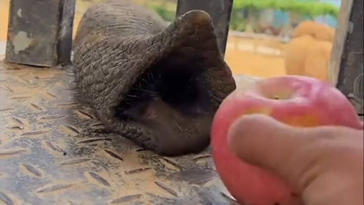 Feed a nose—how does it see?