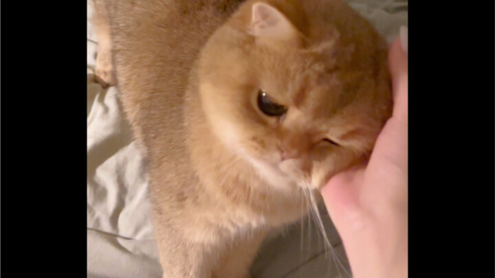 The little cat that loves you will always run toward you
