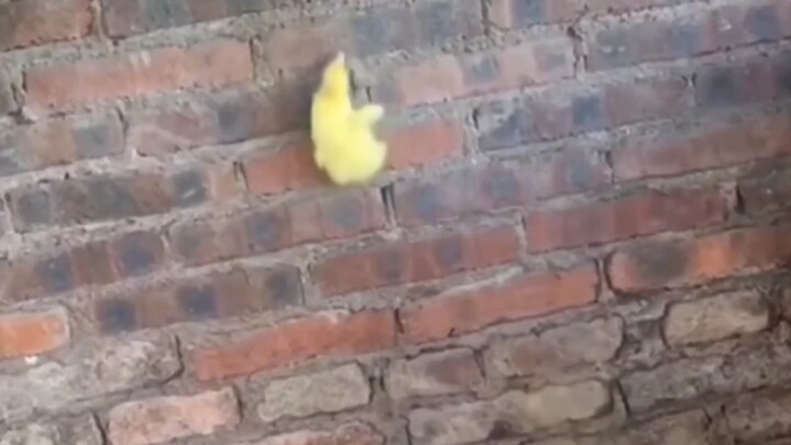 هذه اللحظة، هي حريتك يا بطة!