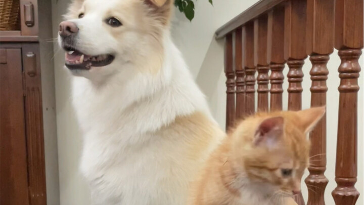 What does a cat raised by a dog look like?