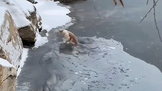 I hope everyone can make it through this winter; the world can't do without kittens.