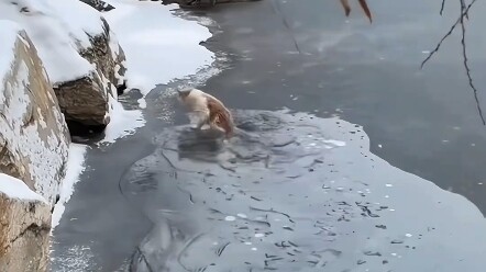 หวังว่าทุกคนจะผ่านพ้นฤดูหนาวนี้ไปได้ โลกนี้ขาดแมวน้อยไม่ได้เลย