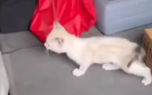 "حادثة اختطاف إنسان من قِبَل قطة في لويزيانا"