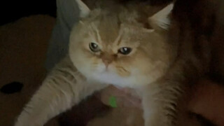 Saat pacarku bersikeras membiarkan kucing itu menemaninya menonton film horor... Aku tidak menyangka