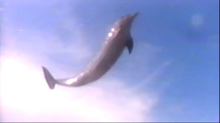 Marine Reptile - Loinnir