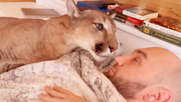 كيف توقظ الفهد الأمريكي والدها؟