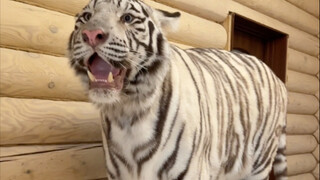 🦓: When on earth will I finally become the mighty Tiger King?
