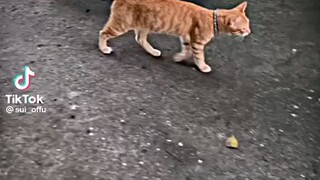 kucing pintar