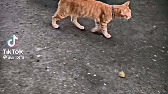 kucing pintar