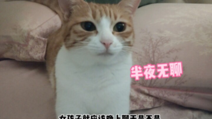 ไม่ง่ายเลยนะ! น้องแมวดึงฉันมาคุยเรื่องในใจตอนกลางดึก หวังว่าจะสามารถกล่อมน้องแมวที่กำลังโกรธให้หายโก