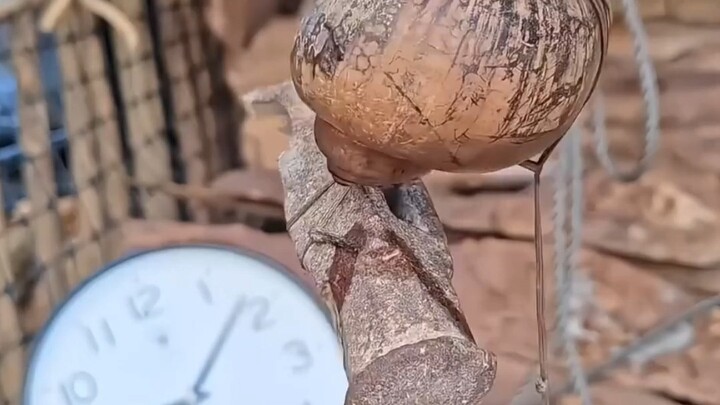 Apple Snail: Have I Broken Heavenly Law?