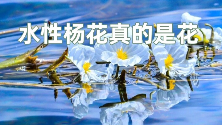 Bunga air, bunga bir, dan pohon zelkova memang benar-benar tumbuhan!