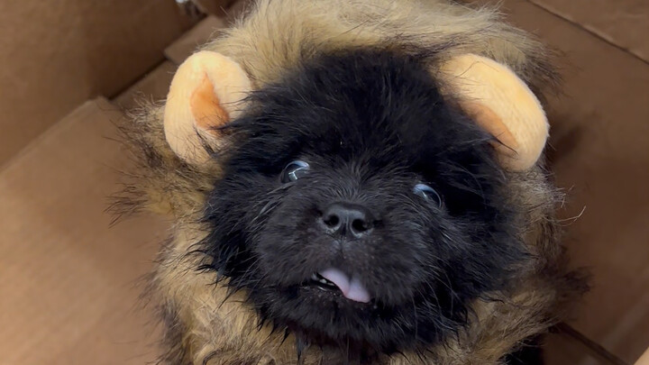 Let’s take a look at the black bear spirit’s changes over the past year.